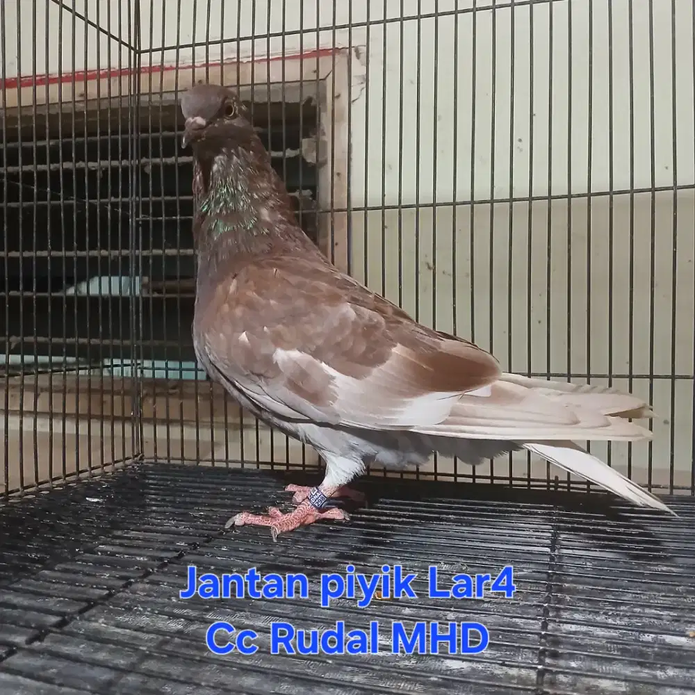 Burung Merpati Dara Trah