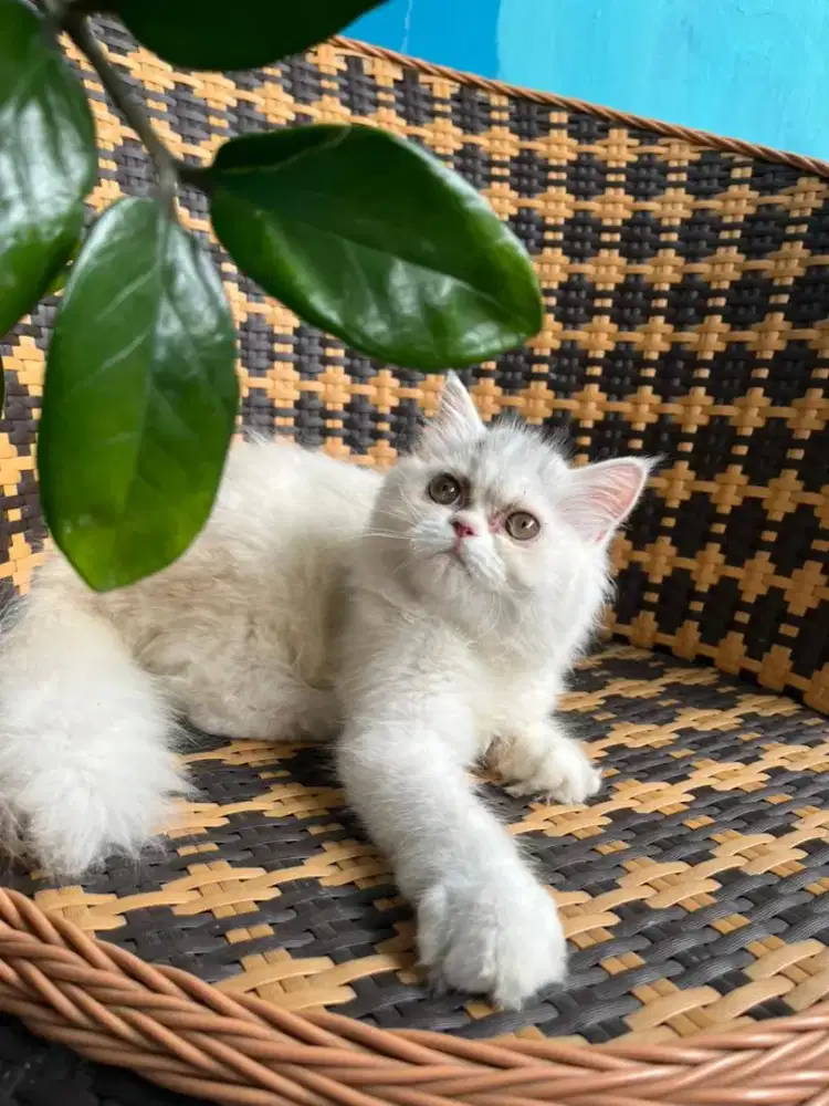 Kucing kitten persia flatnose
