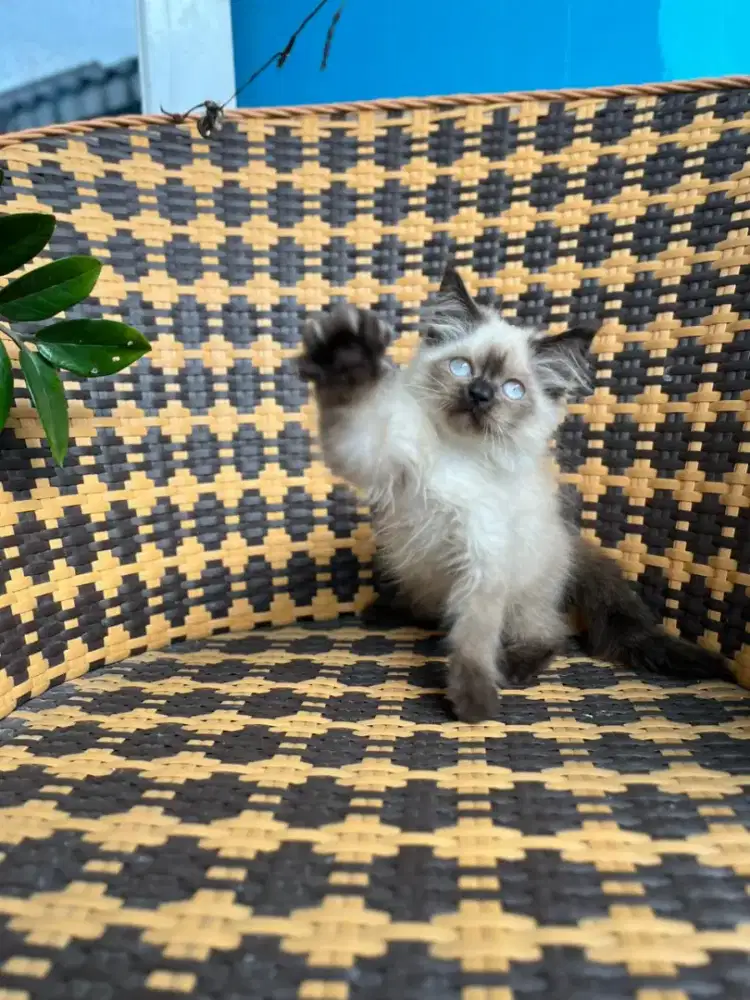 Kucing kitten himalaya betina