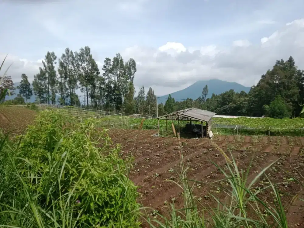 Tanah bagus untuk resto