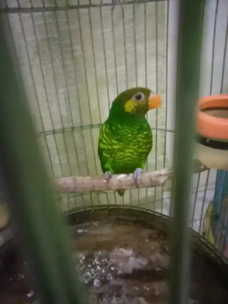 Jual cepat 2 ekor burung dan kandangnya