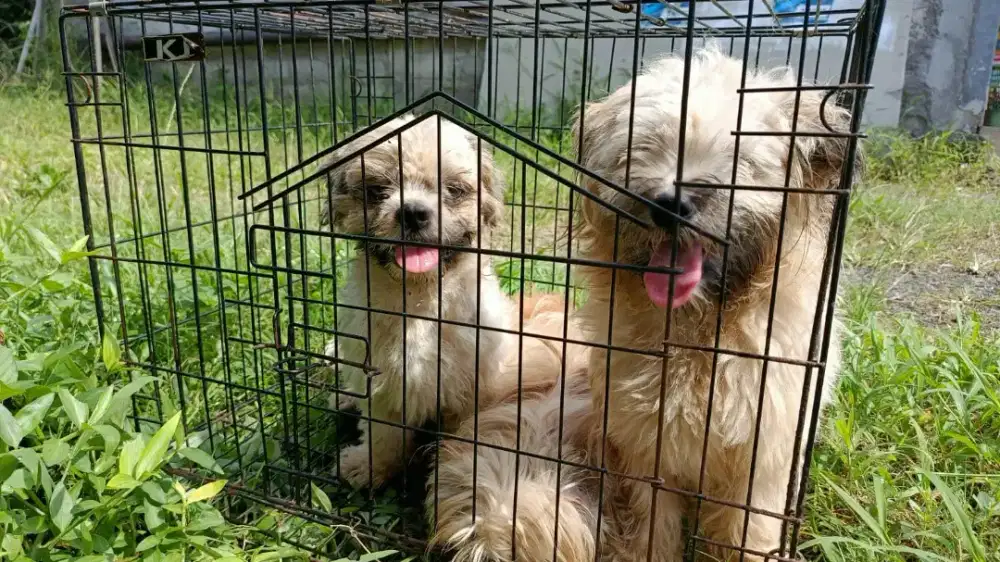 anjing shihtzu jantan