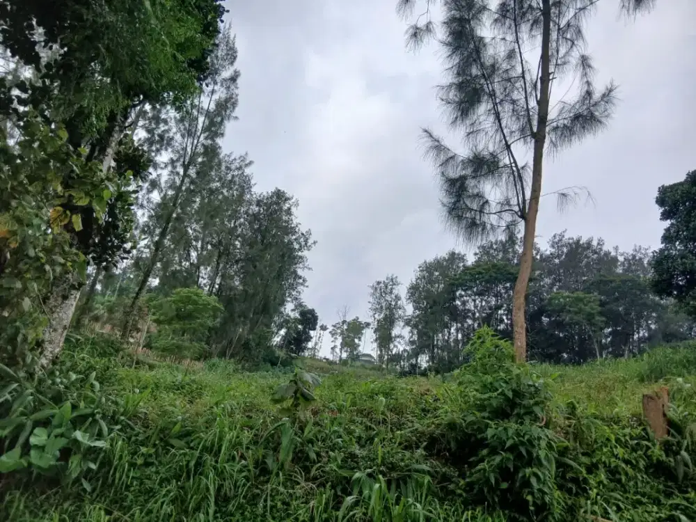 Tanah kebun murah view gunung