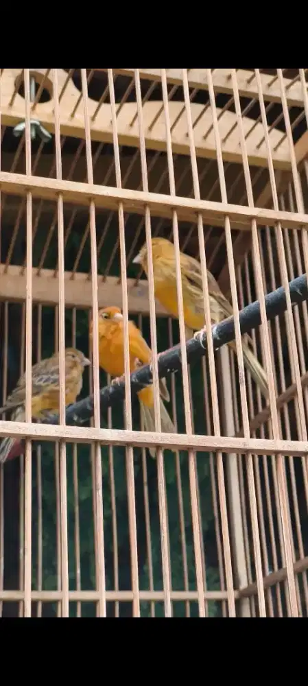 Kenari Merah Paud Serat Poek