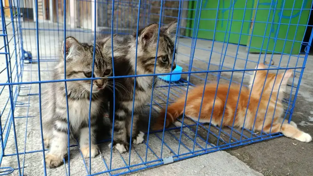 kucing persia kitten