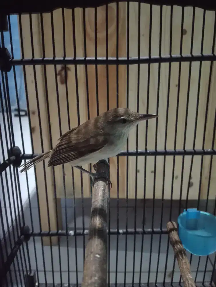 Burung kerak basi alis putih jantan