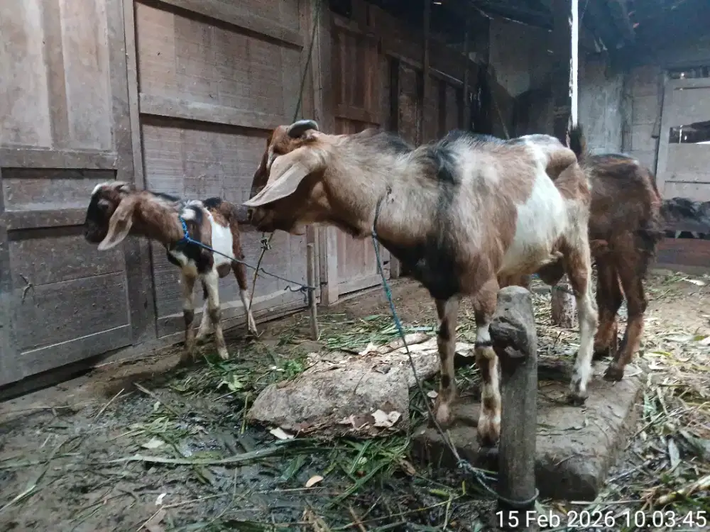 Jual kambing jantan 8 /9 bulan no minus
