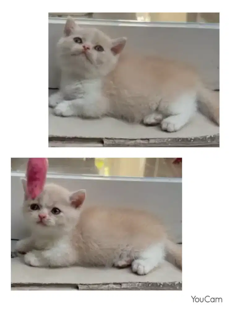 Munchkin BSH Bicolor Female