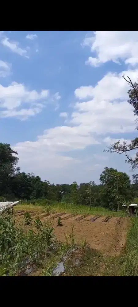 Tanah kebun murah di getasan