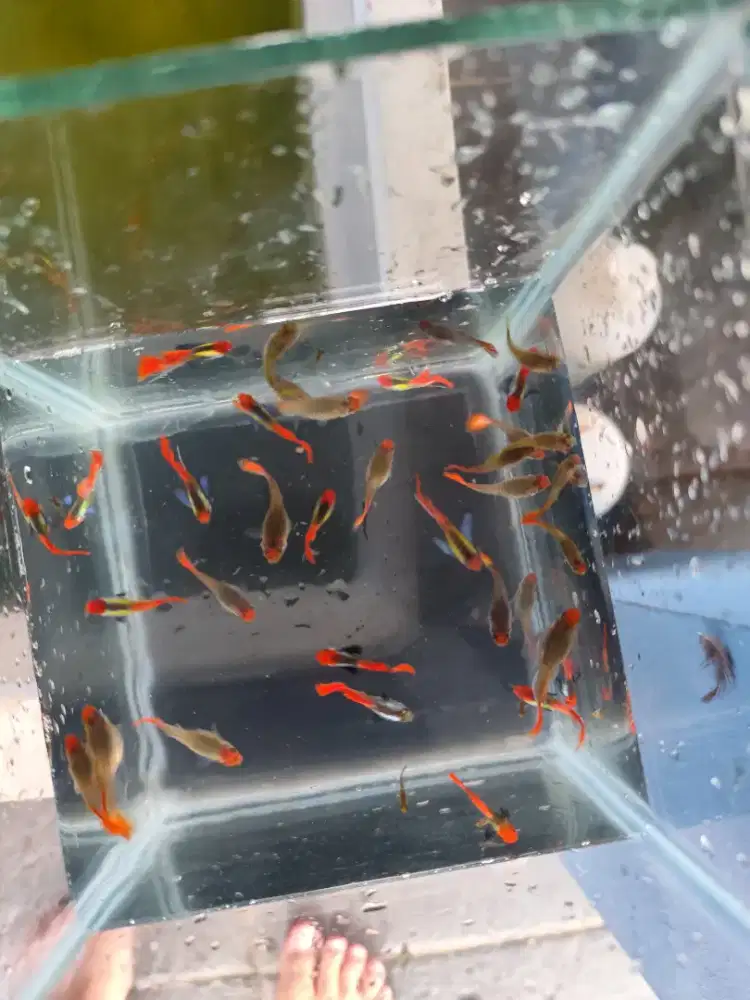 Ikan Guppy PRTDE koi sepasang