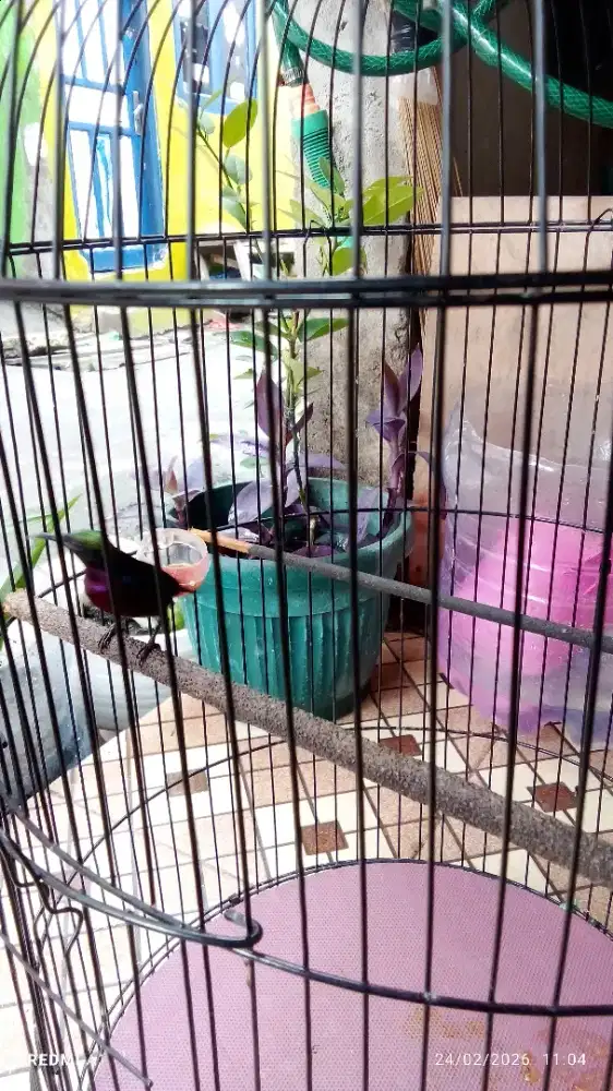 Burung kolibri ninja