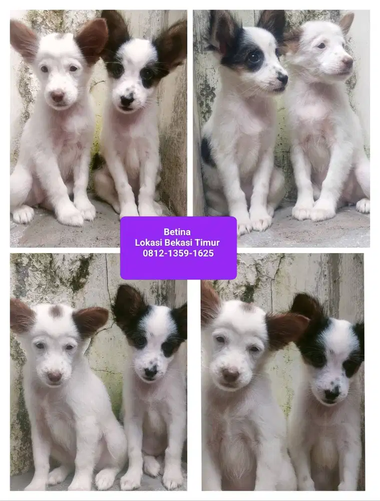 Jual Anak Anjing Ras Kintamani mix