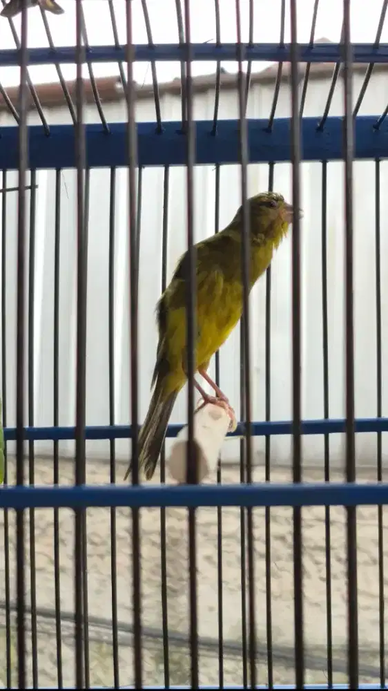 Kenari Hybrid Hijau Botol