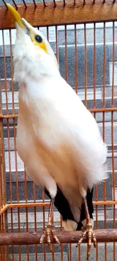 BURUNG JINAK GACOR NGEKEK LAKBET NGEROLL MANGGUT  MANGGUT