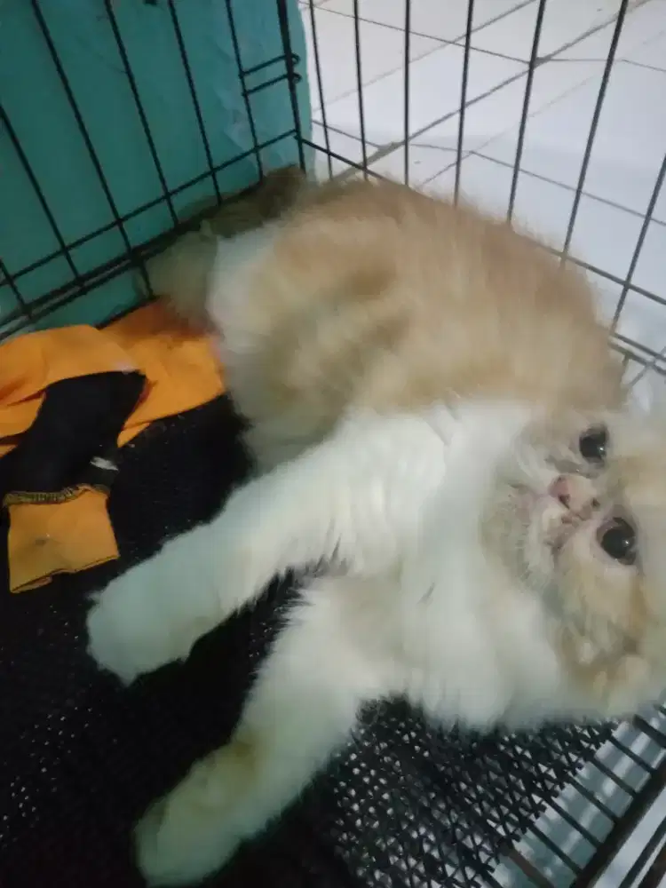 Lepas adopt induk peaknose sedang hamil