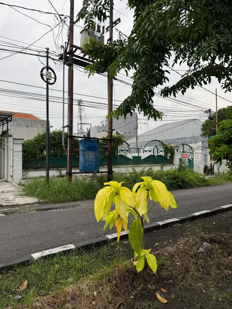 DISEWAKAN Lahan Kosong DARMO BARU