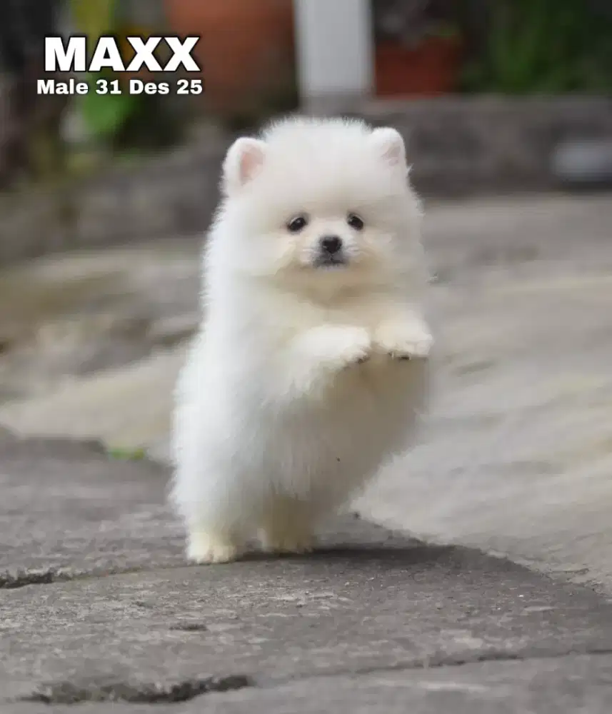 Minipom white cream jantan •MAXX•