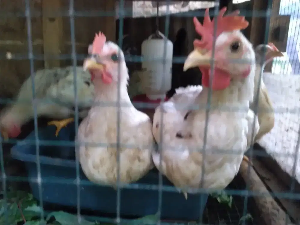 Ayam Kate Blasteran Blacktail Sepasang