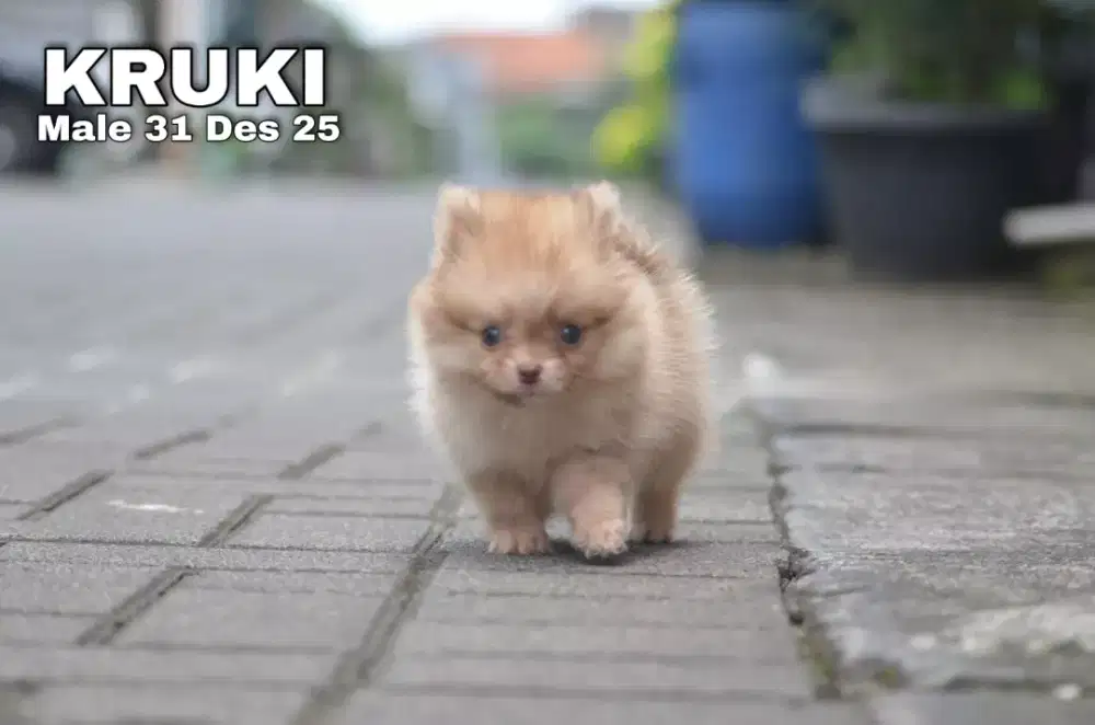Super Minipom coklat jantan •KRUKI•