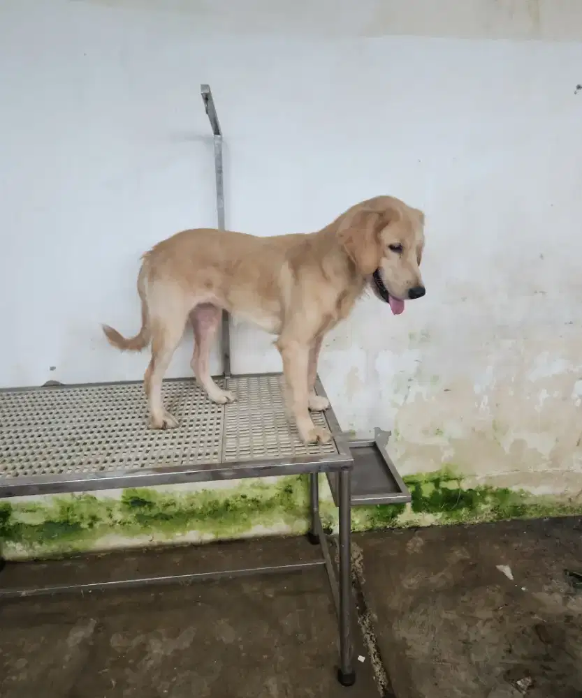 Golden Retriever Female 10 Bulan Big Bone Long Hair Stambum Micro