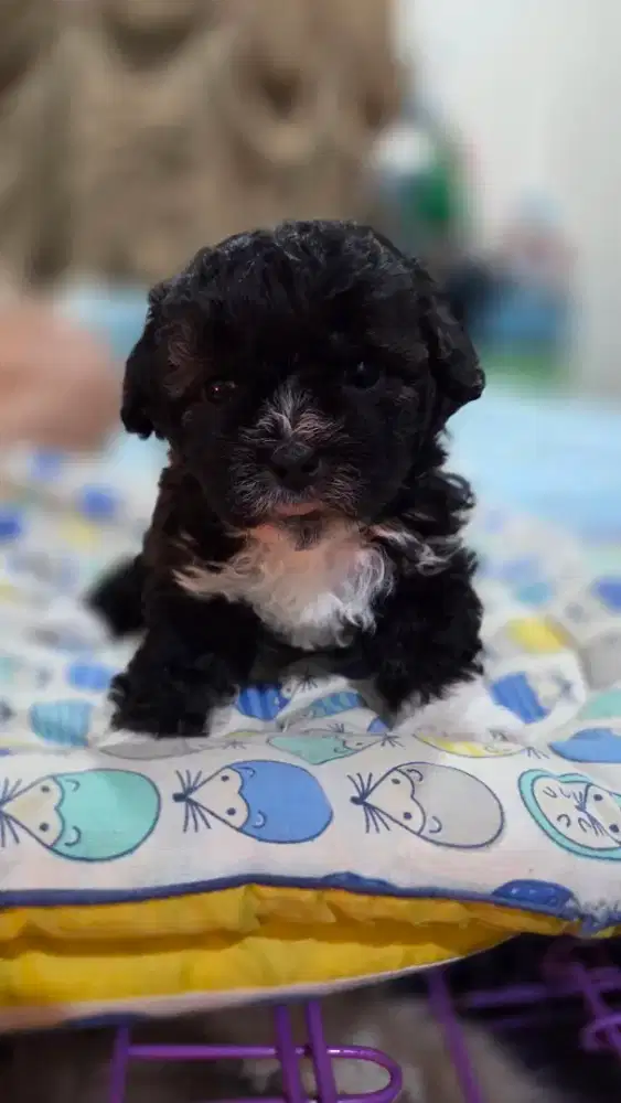 Poodle Jantan 1 bulan