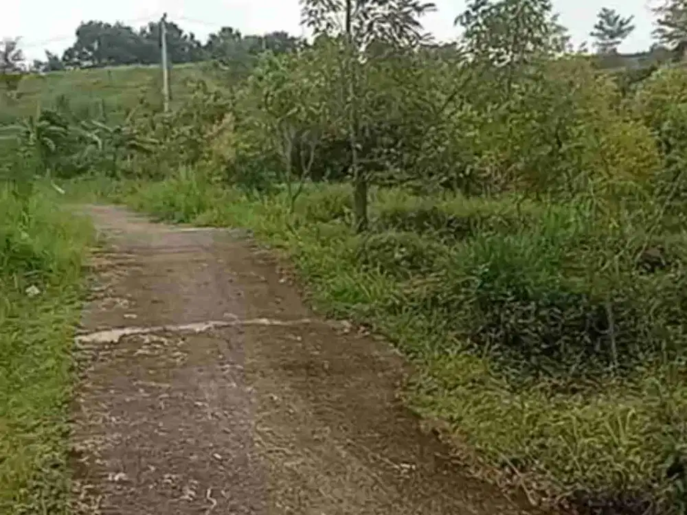 Dijual Kebun Durian 2 Hektar populasi 100 pohon di Girimulyo kulon Progo