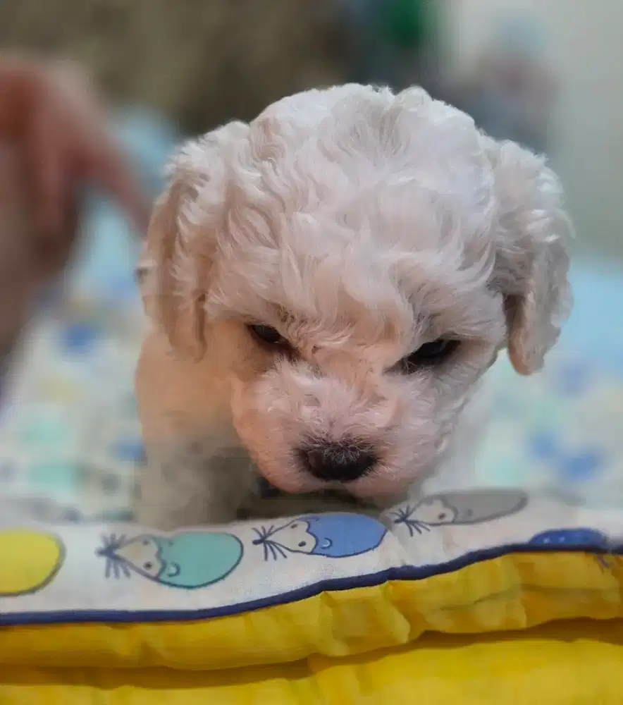 Poodle Jantan 1 bulan