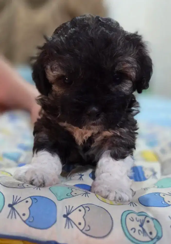 Poodle Jantan 1 bulan