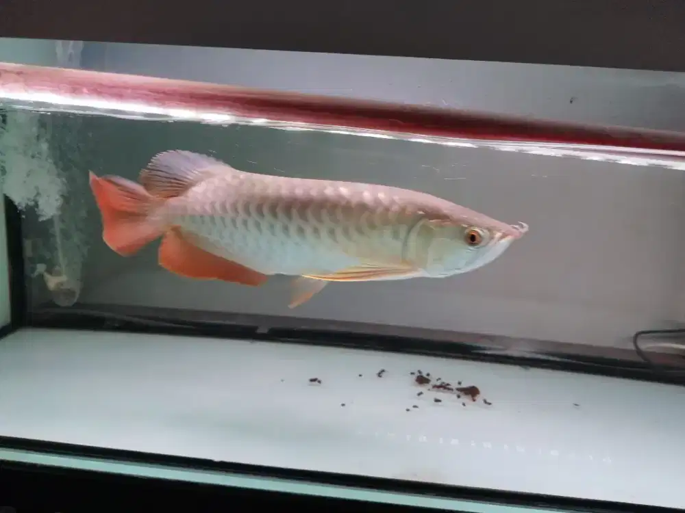 Arwana Golden Red HB