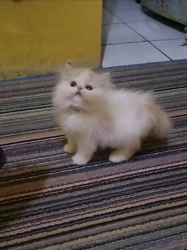 Kucing Persia Flatnose Jantan