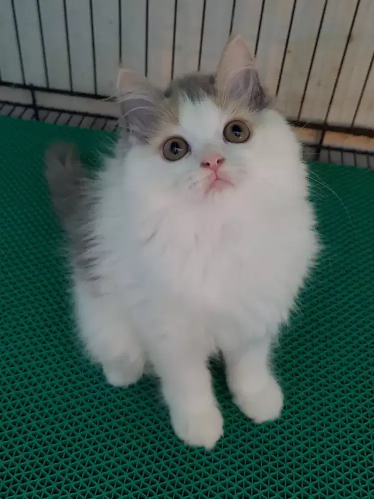 open adopt kitten persia