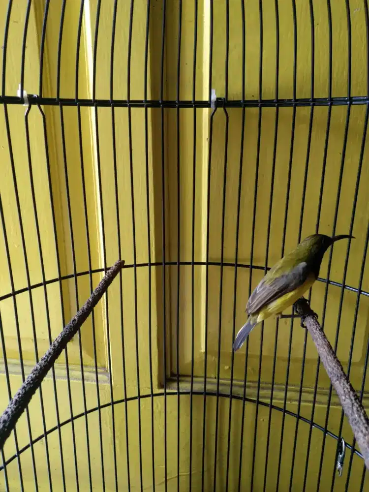 Burung Kolibri metalik