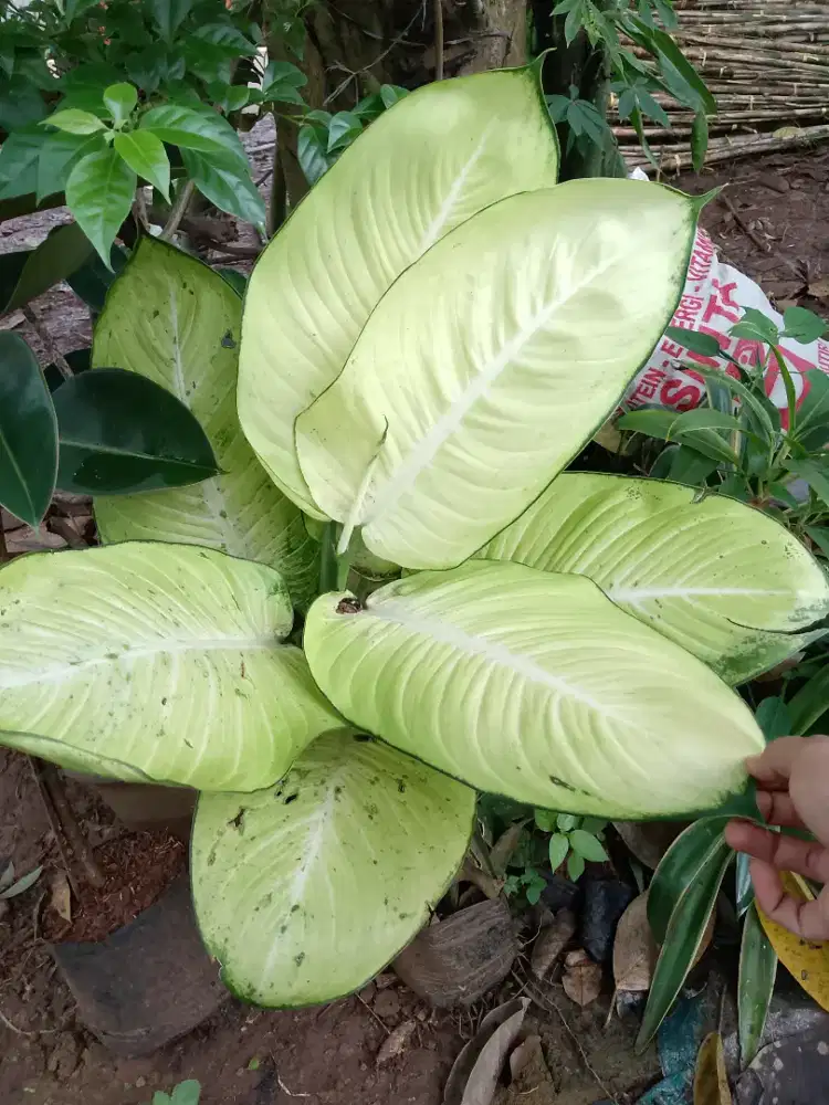 pohon hias blanceng hijau dan putih