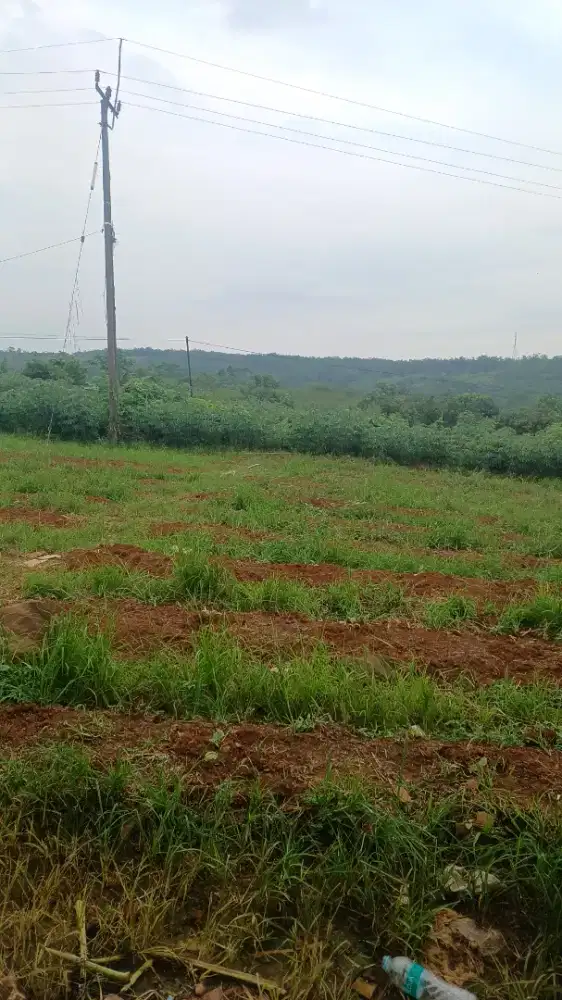 Dijual Cepat tanah kebun nempel jalan desa masuk 2mobil