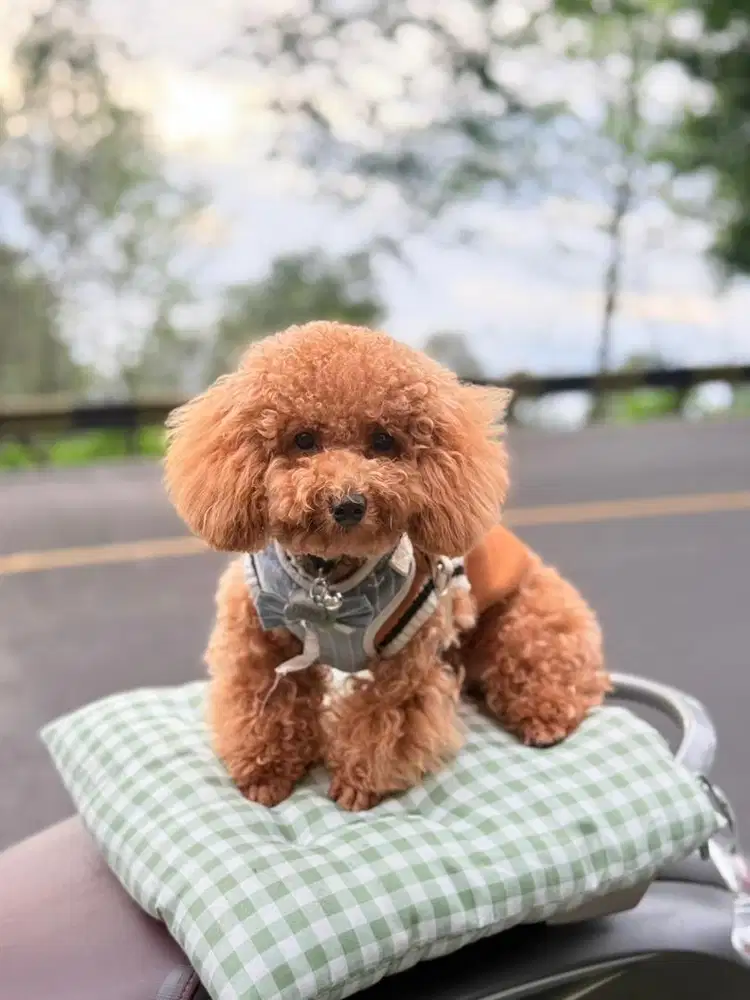 Tersedia anak anjing ras poodle