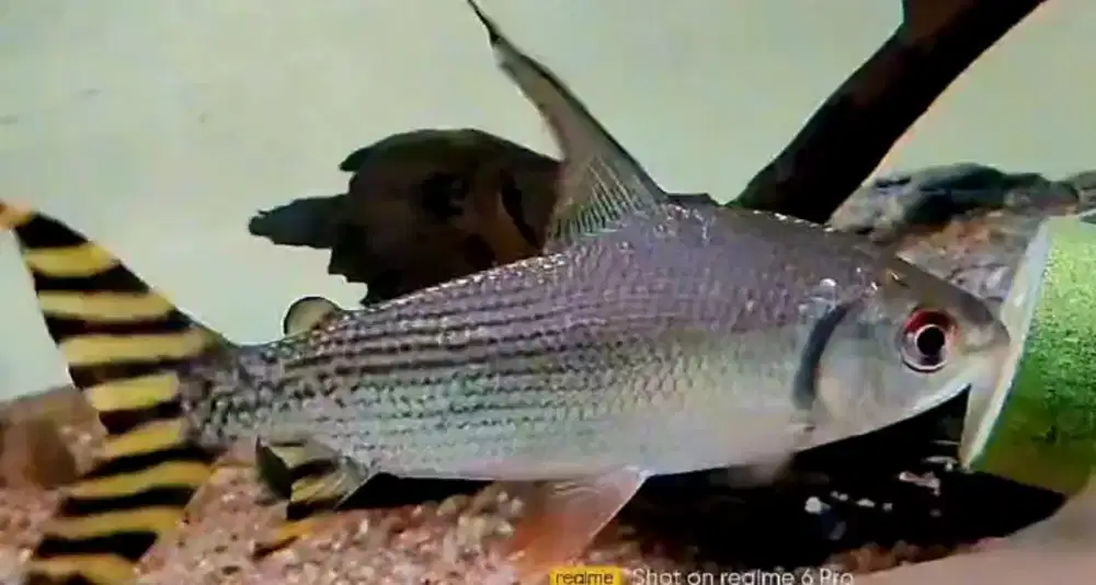 Yellow feifeng 15-17cm