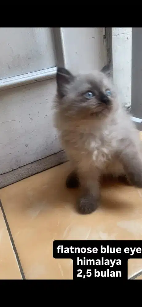 himalaya flatnose kitten