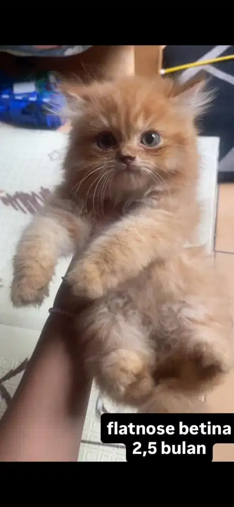 kucing flatnose kitten