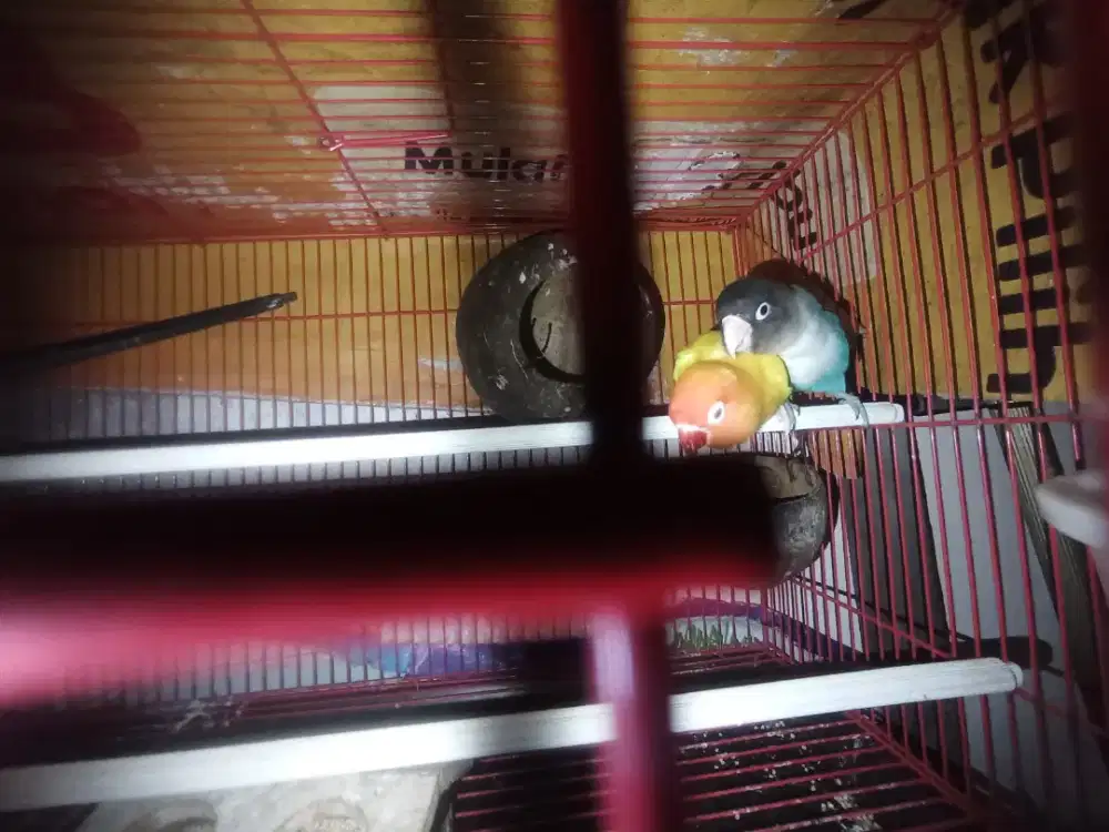 LOVEBIRD COBALT PERSO X LUTINO MM