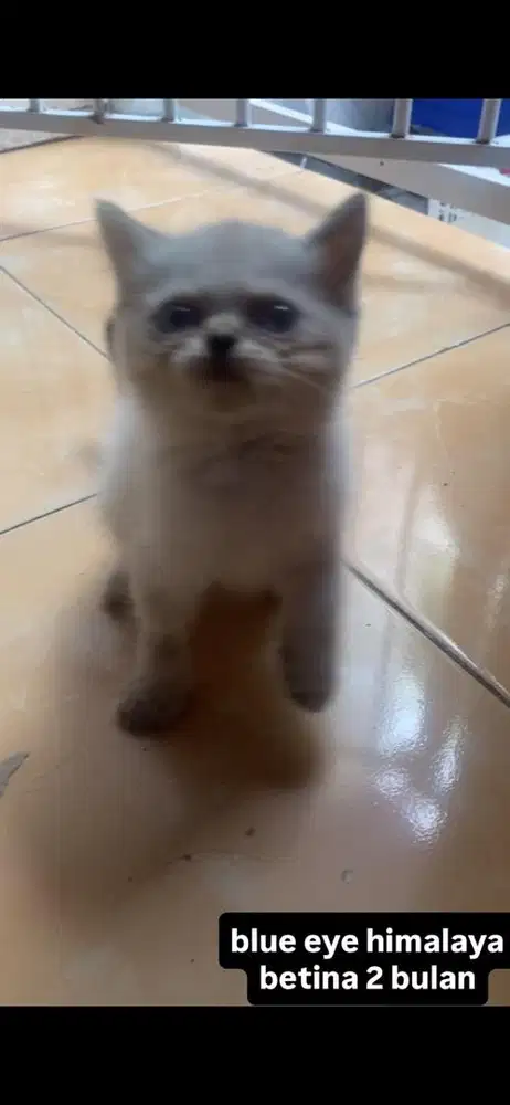 himalaya kitten