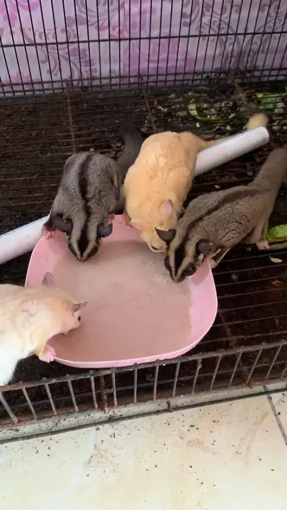 sugar glider 2 pasang