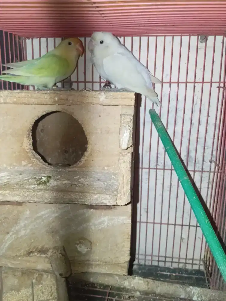 INDUKAN LOVEBIRD - PB PASTEL X ALBINO MH