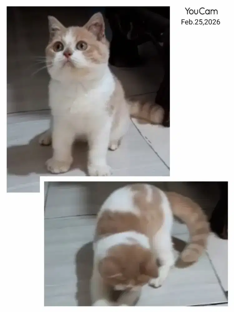 BSH Bicolor Fawn Jantan Line Ped Import