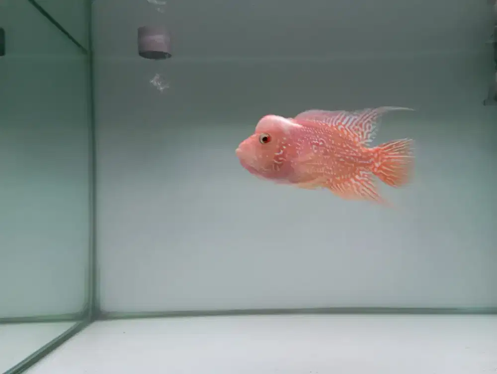 Louhan Aquarium rak meja lengkap