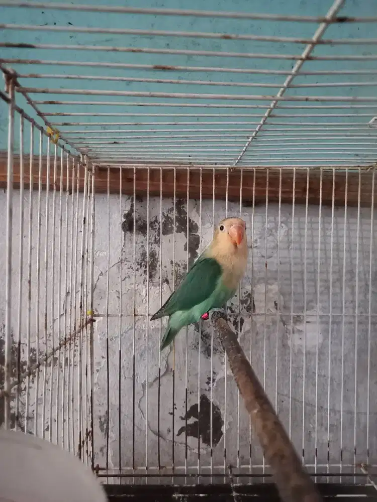 Burung lovebird Aqua B1