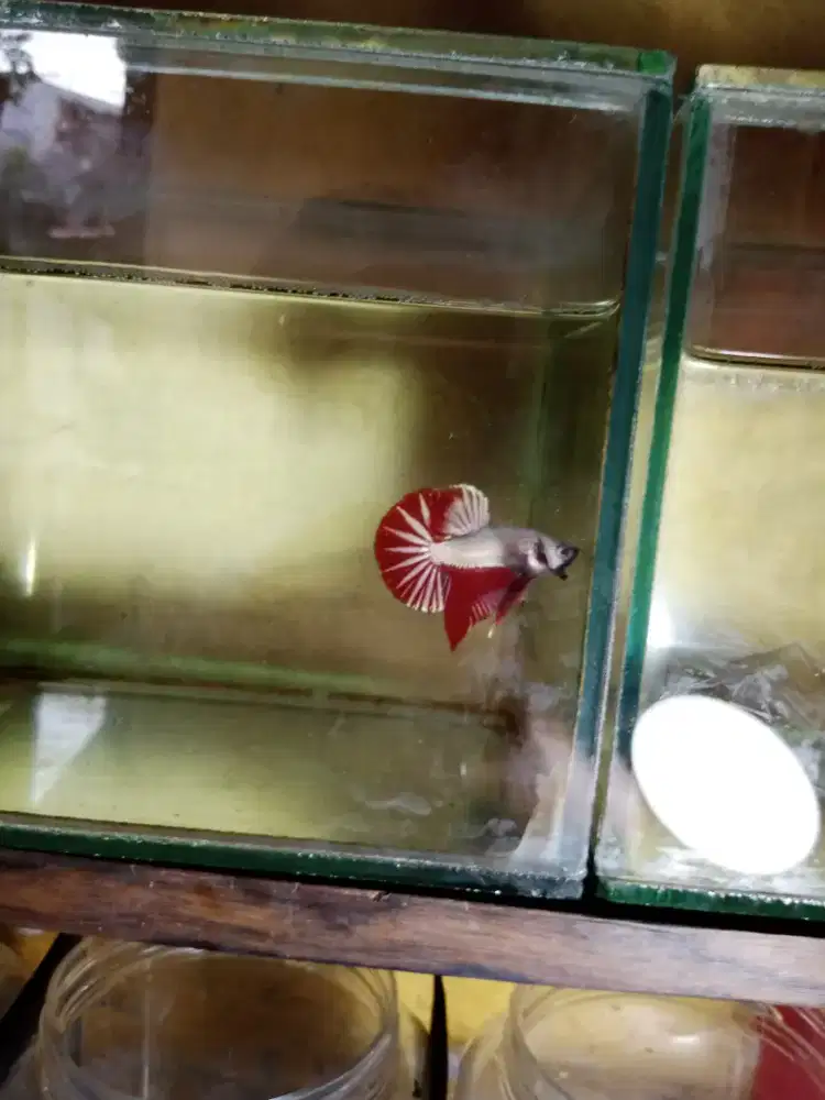 Hmpk red dragon male