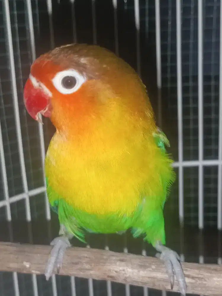 Lovebird dewasa