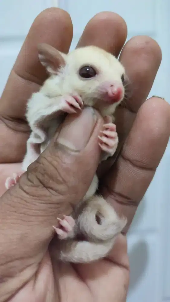 Sugar Glider Creamino