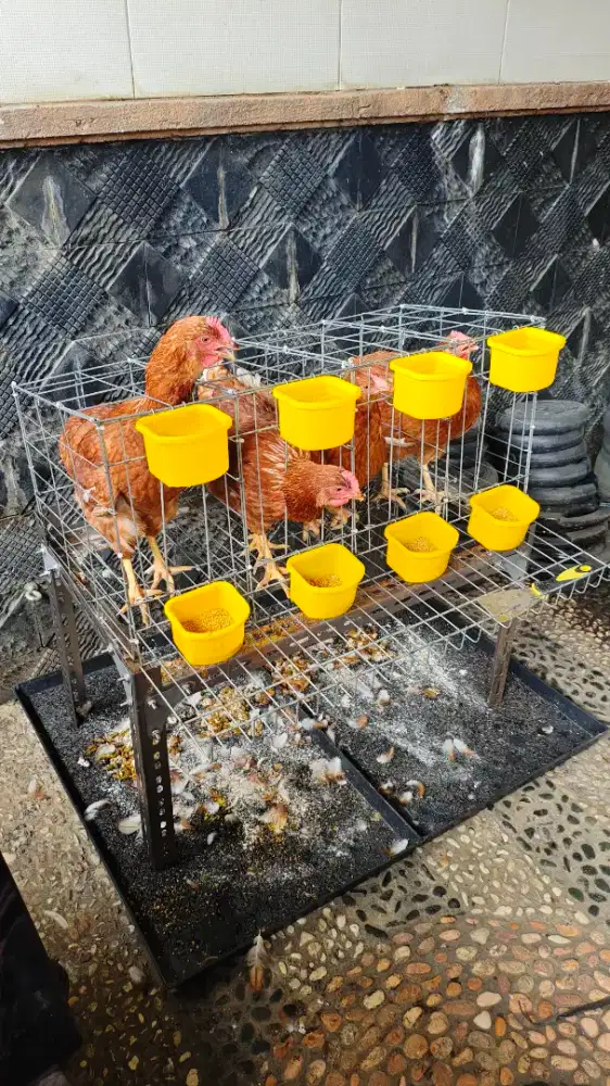 kandang baterai 
(Jual kandang dan kaki siku saja) mampang depok.