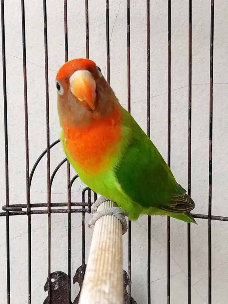 Lovebird non klep jantan remaja